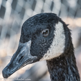 Portrait of a goose